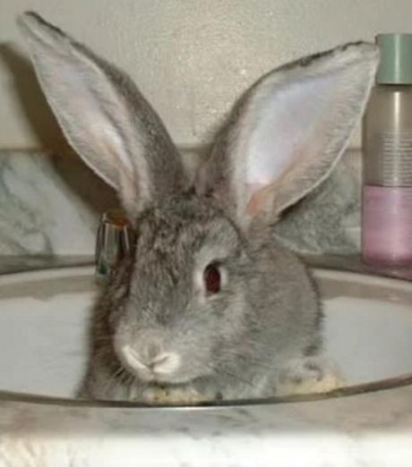 Rabbit in a Sink