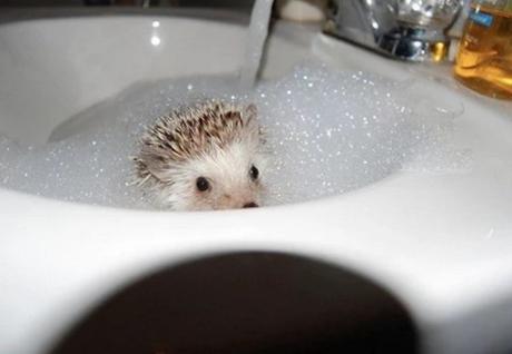 Hedgehog In a sink