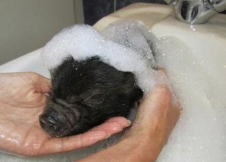 Micro pig in a Sink