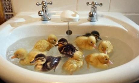 Ducklings in a sink