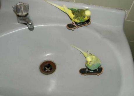 Budgies Skateboarding in a Sink