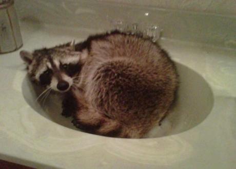 Racoon in a Sink