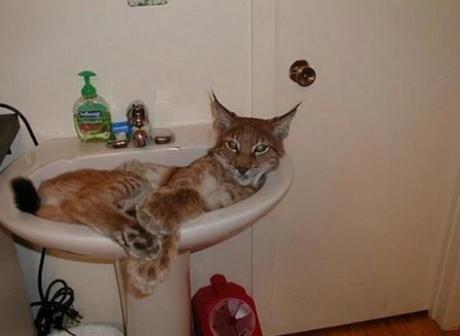 Bobcat in a Sink