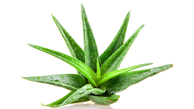 Growing Aloe Vera Plants