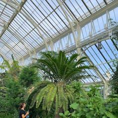 Woman looks at large tree-like plant.