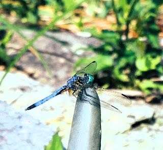 Dragonflies