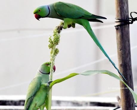 என் காதல் பைங்கிளியே நீ பறந்து போகாதே ! - Parrots on corn என் காதல் பைங்கிளியே நீ பறந்து போகாதே ! - Parrots on corn