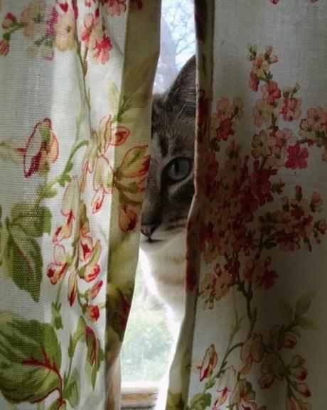 Cat hiding behind curtain