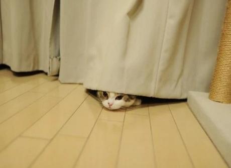 Cat hiding behind curtain