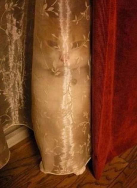 Cat hiding behind net curtain