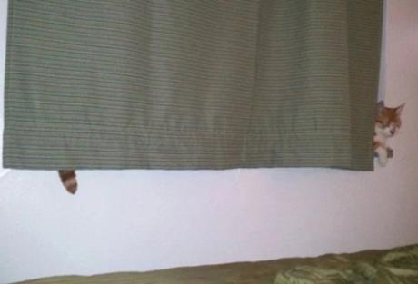 Cat hiding behind curtain