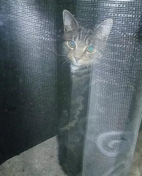 Cat hiding behind net curtain