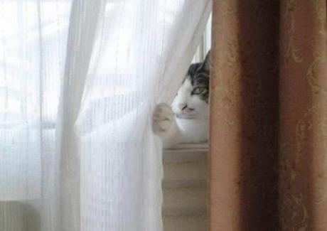 Cat hiding behind net curtain