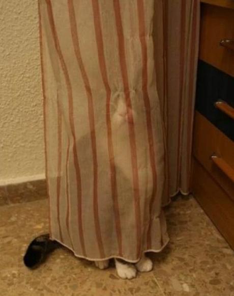 Cat hiding behind net curtain