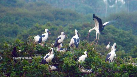 White stork bringing children ! -  நாராய் நாராய் செங்கால் நாராய்