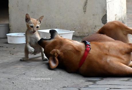 Cat & Dog ! - friendly banter, or fight !! Cat & Dog ! - friendly banter, or fight !!