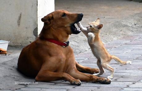 Cat & Dog ! - friendly banter, or fight !! Cat & Dog ! - friendly banter, or fight !!