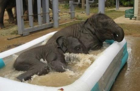 Baby Elephants in paddling pool