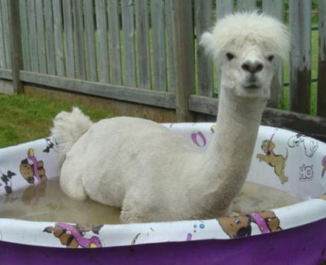 Alpaca in paddling pool