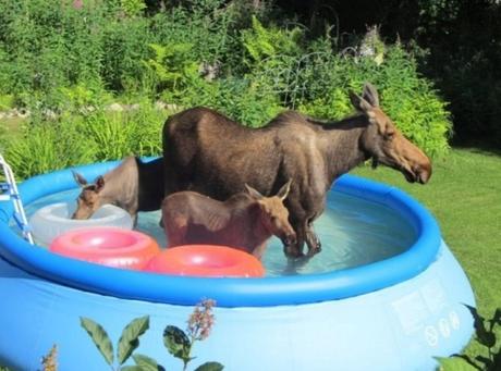 Mooses in paddling pool