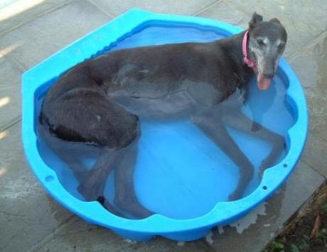 Dog in paddling pool