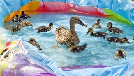 Ducks in paddling pool