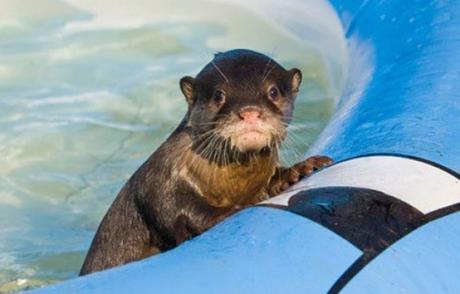 Otter in paddling pool