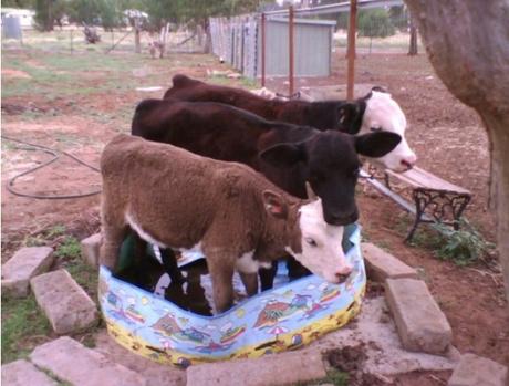 Cows in paddling pool