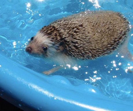 Hedgehog in paddling pool