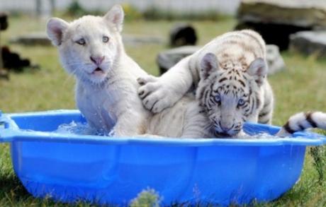 White tiger cubs in paddling pool