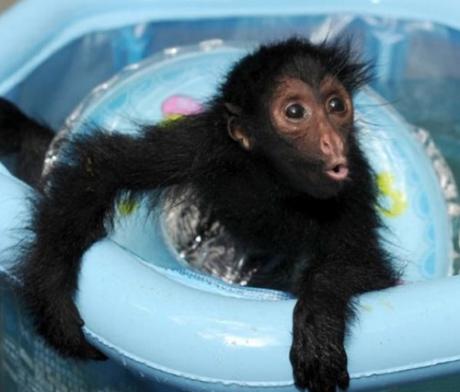 Baby spider monkey in paddling pool