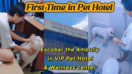 Pet boarding experience, VIP Pet Hotel review, Dog boarding Mandaluyong, Pet care while on vacation, American Bully pet boarding, Pet hotel near me, Travel vlog with pets, Pet boarding requirements, Dog boarding rates, Secure pet care facility.
