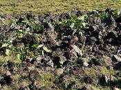 Satellite Images Provide Missing Puzzle Piece Easter Island Saga