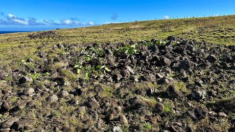 Satellite images may provide a missing puzzle piece in the Easter Island saga