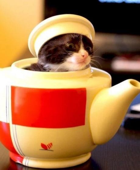 Cat Disguised as a teapot