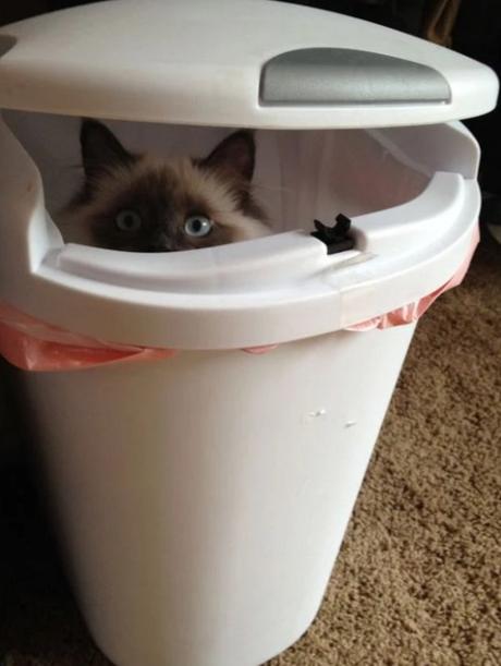 Cat Disguised as a bin