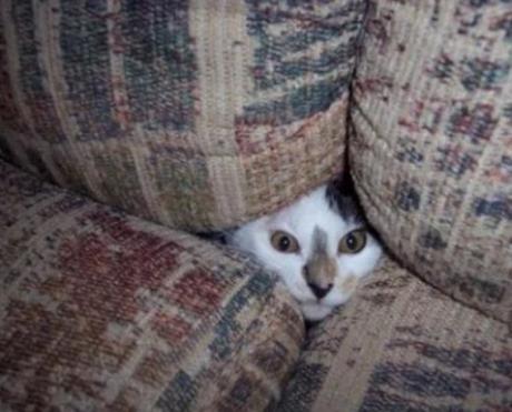 Cat Disguised as a sofa