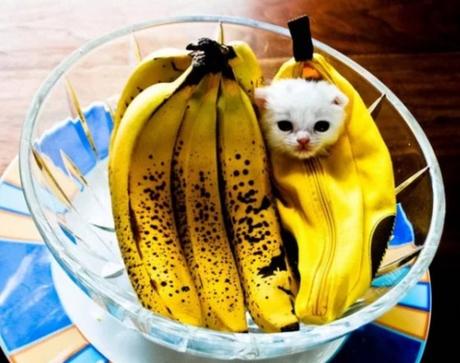 Cat Disguised as a banana