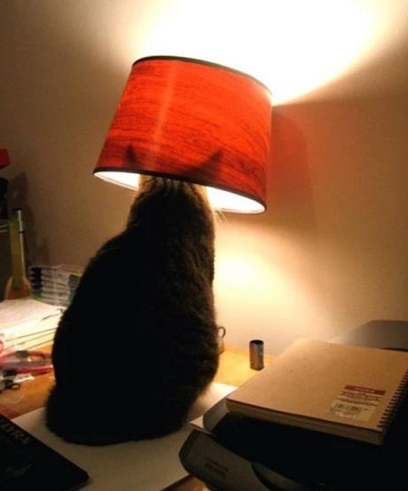 Cat Disguised as a Lamp