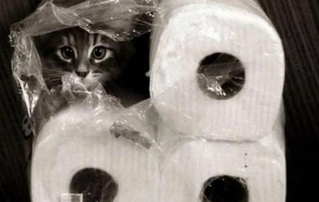 Cat Disguised as a kitchen roll