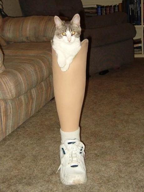 Cat Disguised as a false leg