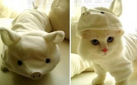 Cat Disguised as a pig