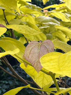 The Catalpa