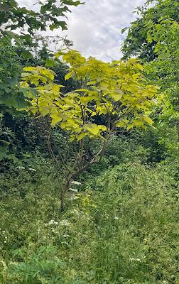 The Catalpa