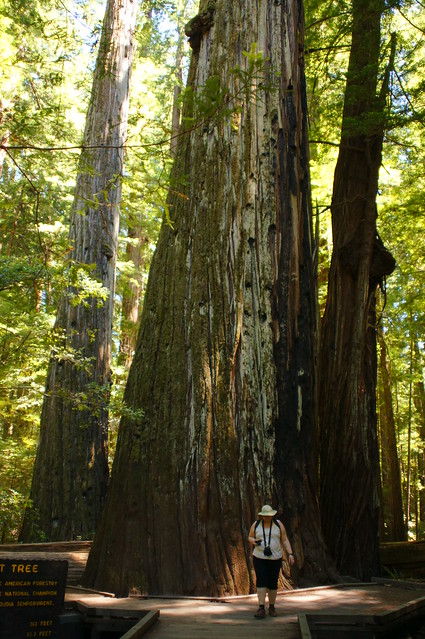 Redwood, My Travel Bucket List, Lisa Orchard