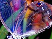 Worlds Rarest Most Unusual Butterflies