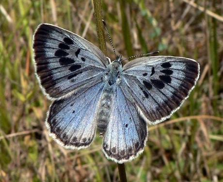 Large Blue Butterfly (Phengaris arion)