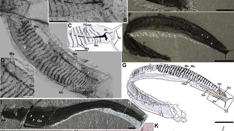 A strange sea creature was anatomically unlike anything that had ever been seen;  reversing it led to an epiphany