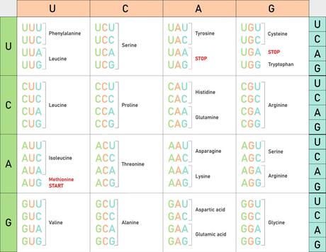 How to read a codon chart and identify amino acids