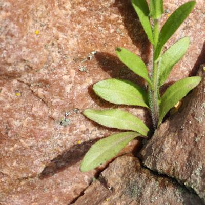 South Dakota's ancient rock is hiding under the covers (mostly)